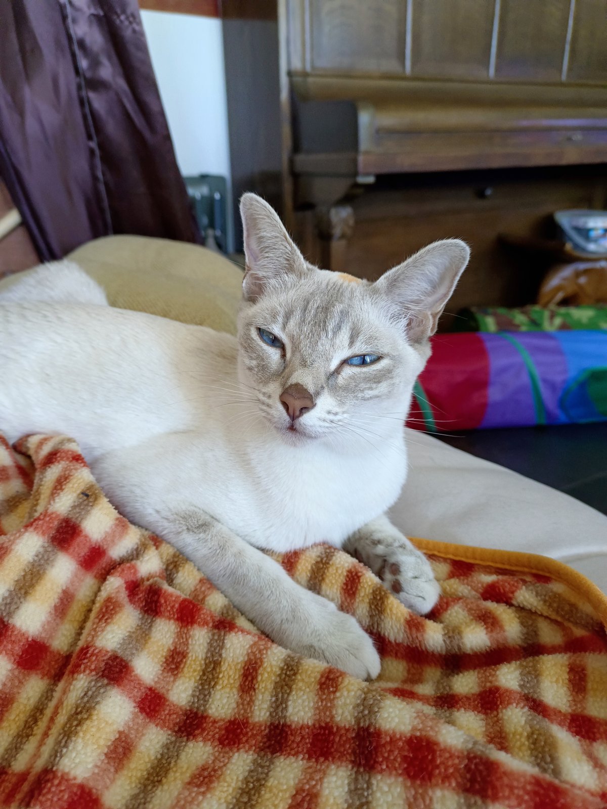 Raikhun, notre chatte siamoise, bientôt maman !