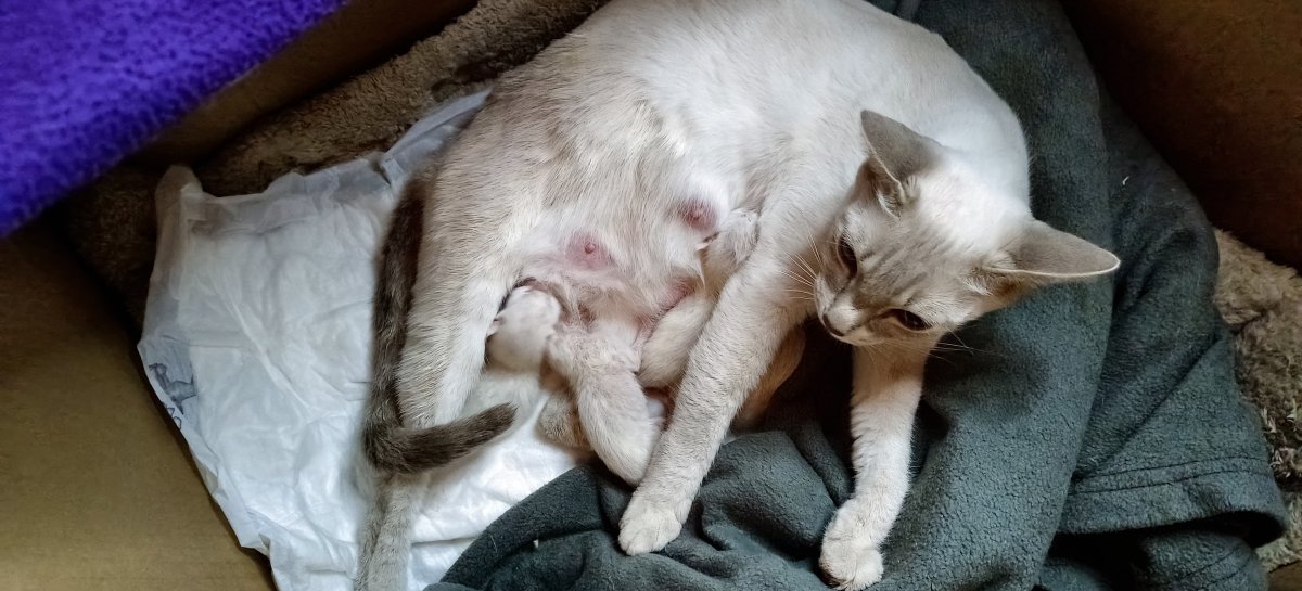 Les petits miracles de Raikhun