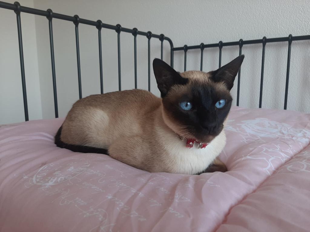 Poppy mascotte de la coloc'